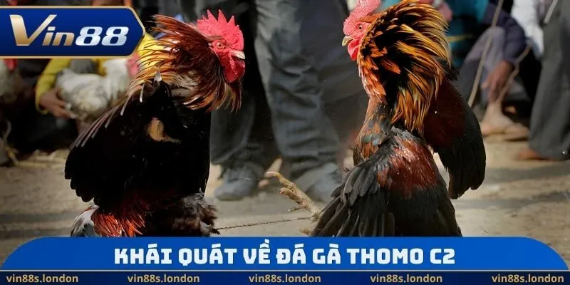 Khái quát về đá gà Thomo C2